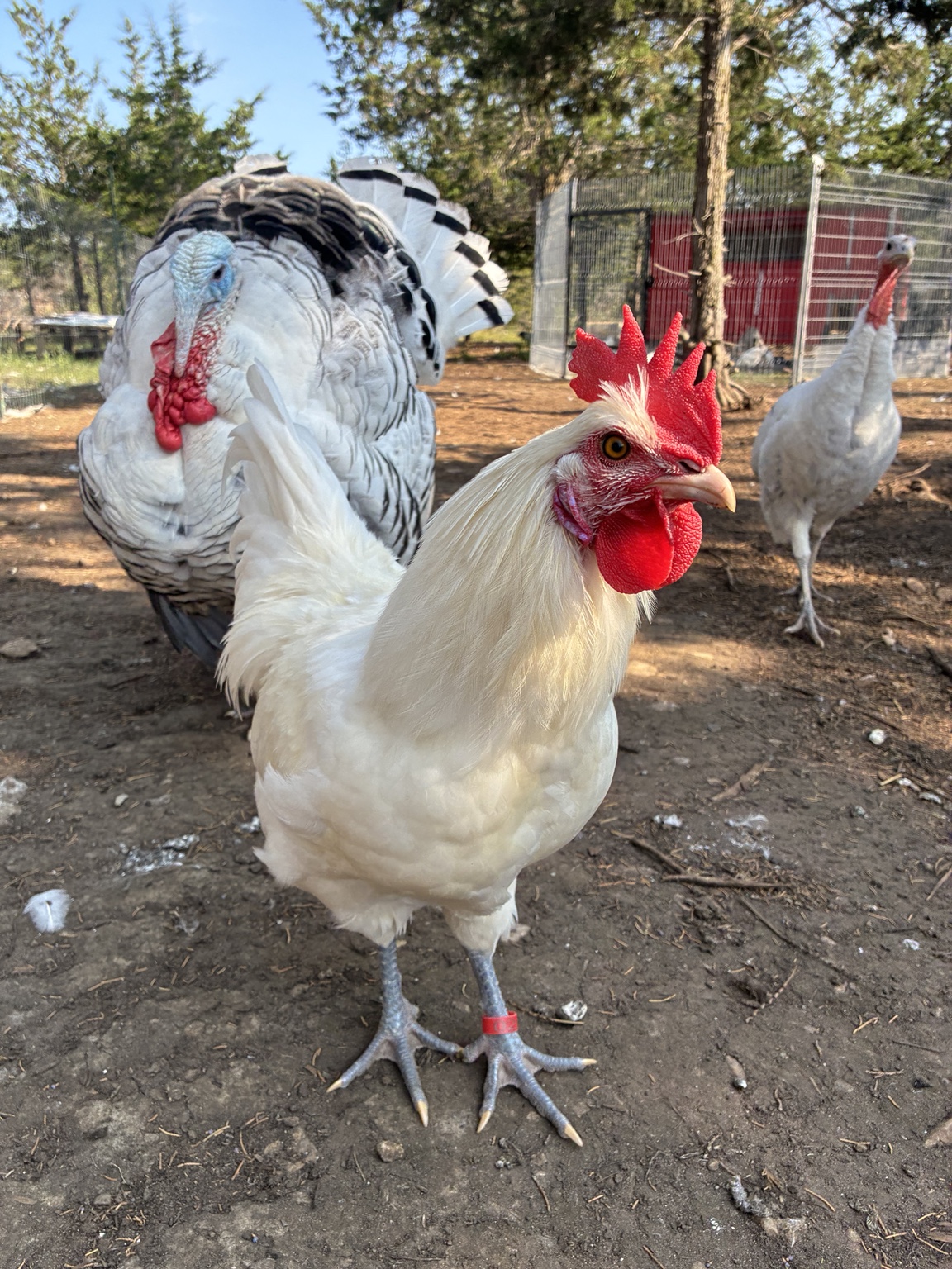 White Bresse chicken from the Honeycomb Poultry Patch breeding program